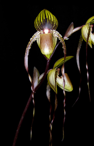 Paph Cascade Creek 'Sunset Valley Orchids' AM 81pts